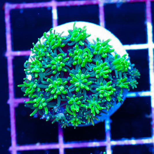 Toxic Green Galaxea