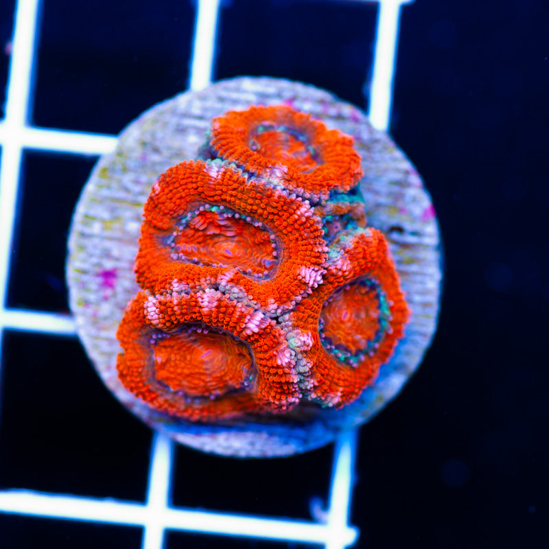 Awesome Aussie Acan #1