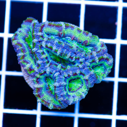 Awesome Aussie Acan #2