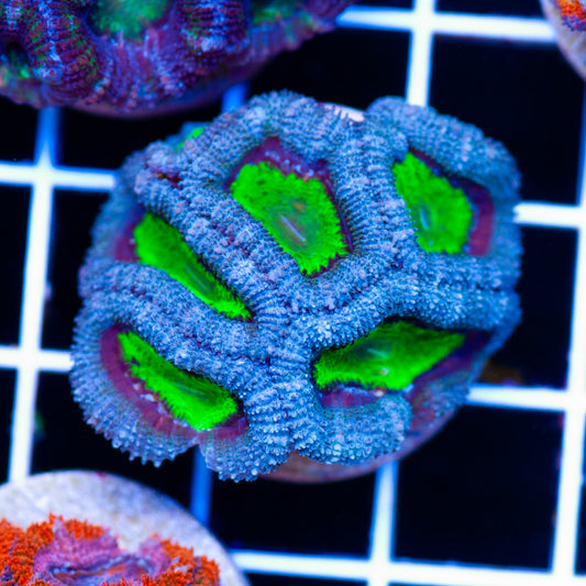Awesome Aussie Acan #4