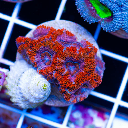 Awesome Aussie Acan #5