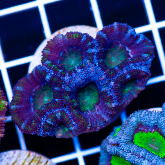 Awesome Aussie Acan #6