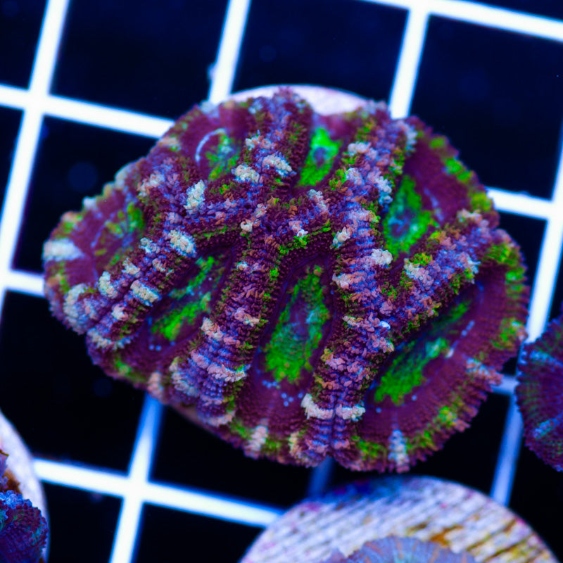Awesome Aussie Acan #7