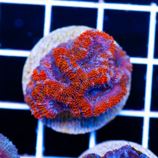 Awesome Aussie Acan #8