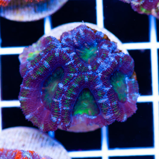 Awesome Aussie Acan #9