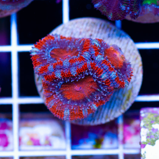 Awesome Aussie Acan #10
