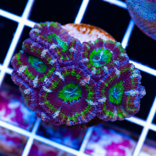 Awesome Aussie Acan #11