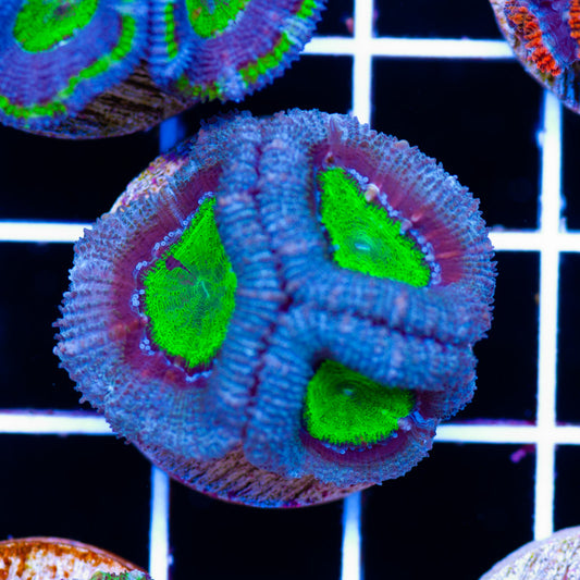Awesome Aussie Acan #12