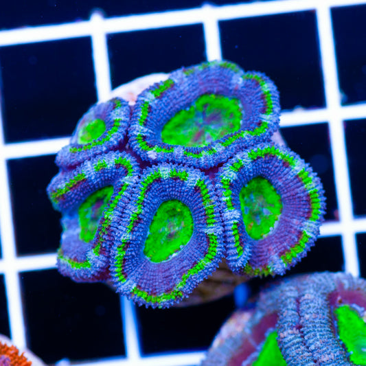 Awesome Aussie Acan #13