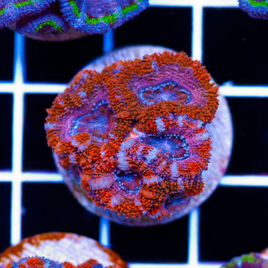Awesome Aussie Acan #14