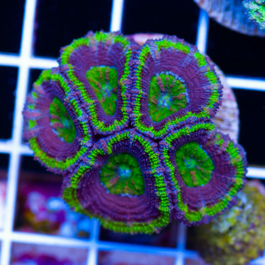 Awesome Aussie Acan #15