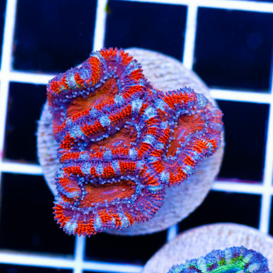 Awesome Aussie Acan #16