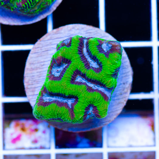 Awesome Aussie Maze