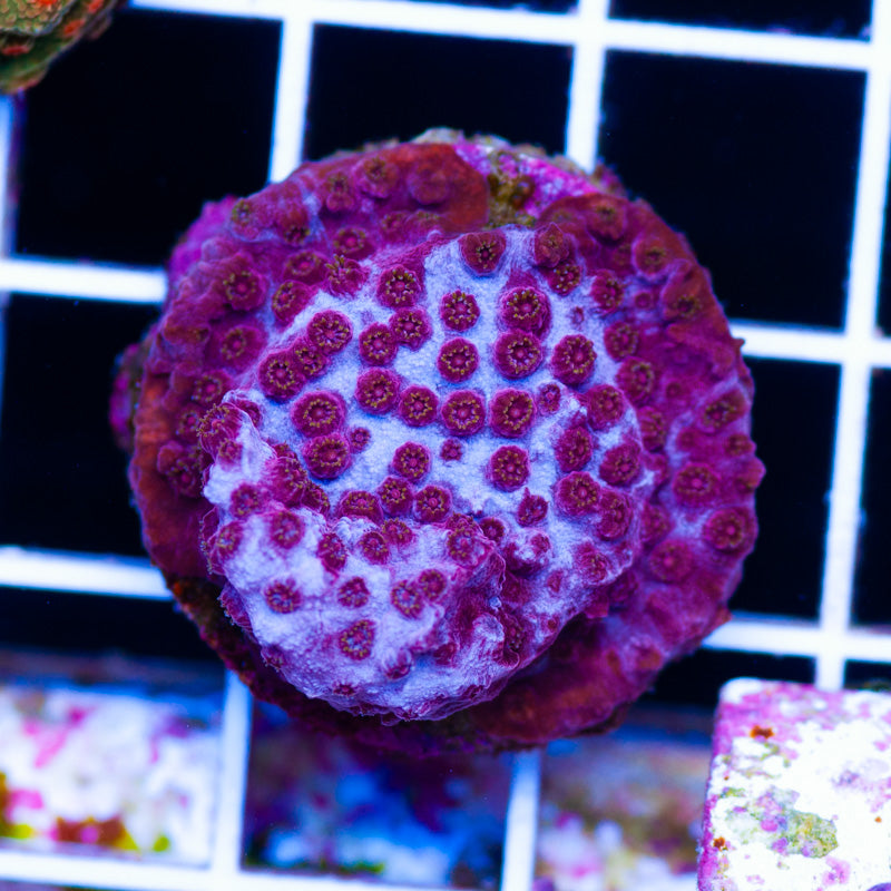 JF Valentine Cyphastrea