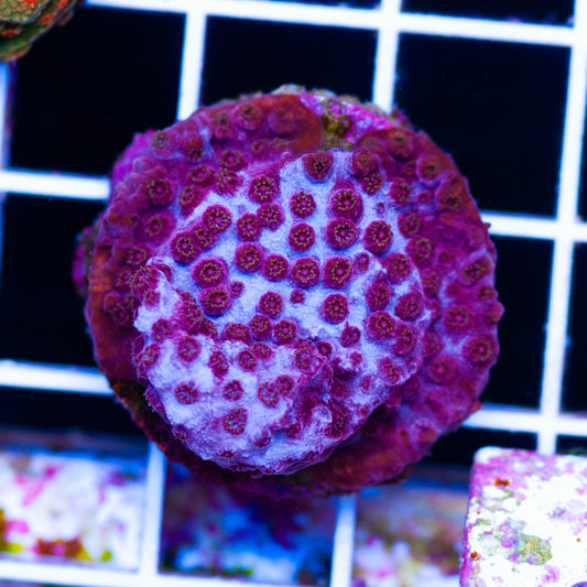 JF Valentine Cyphastrea