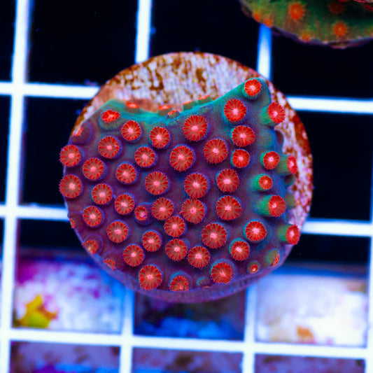 JF Jingle Bells Cyphastrea