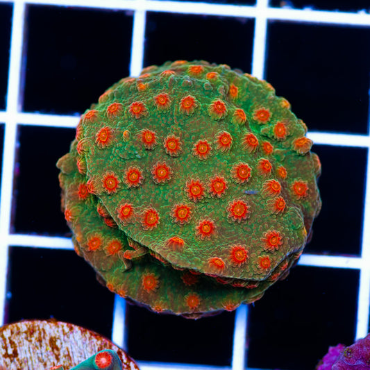 CC Solar Flare Cypahstrea