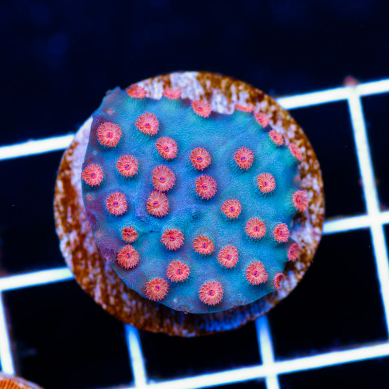 Meteor Shower Cyphastrea