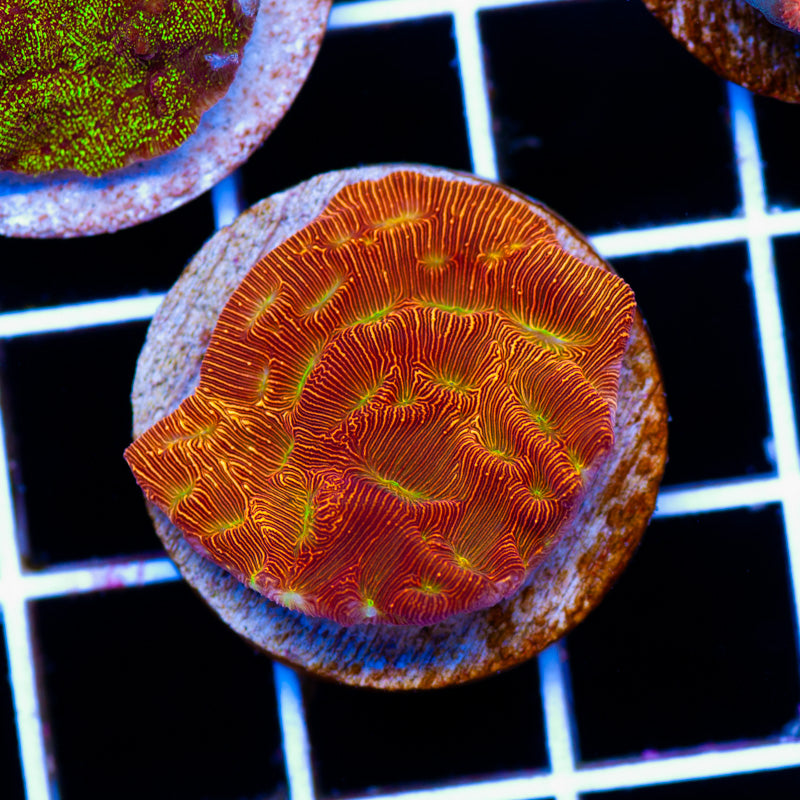 JF Jack O Lantern Leptoseris