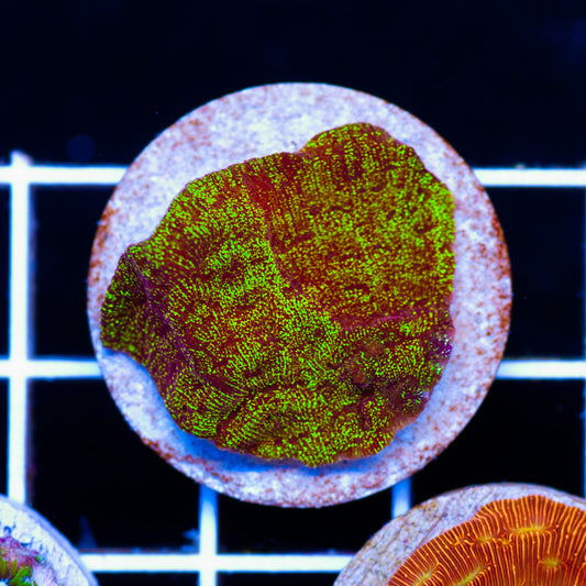 UC Shattered Light Leptoseris