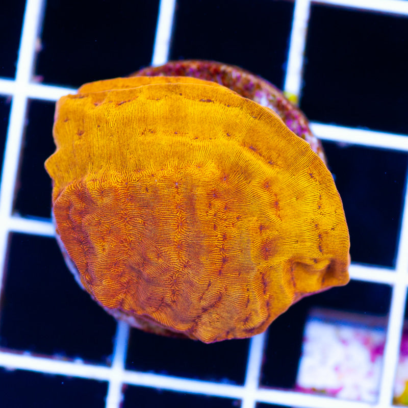 CC Tangerine Leptoseris