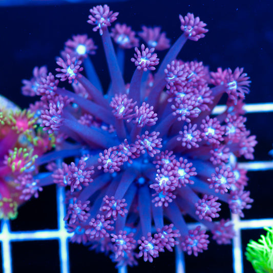 Aussie Pink Goniopora