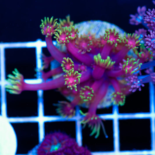CC Solar Flare Goniopora