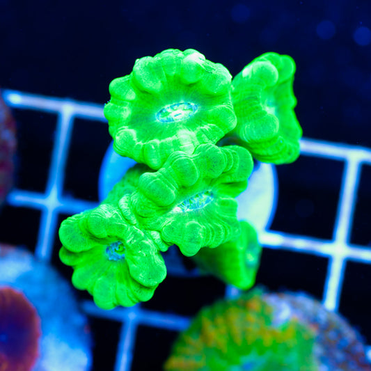 Kryptonite Candy Cane