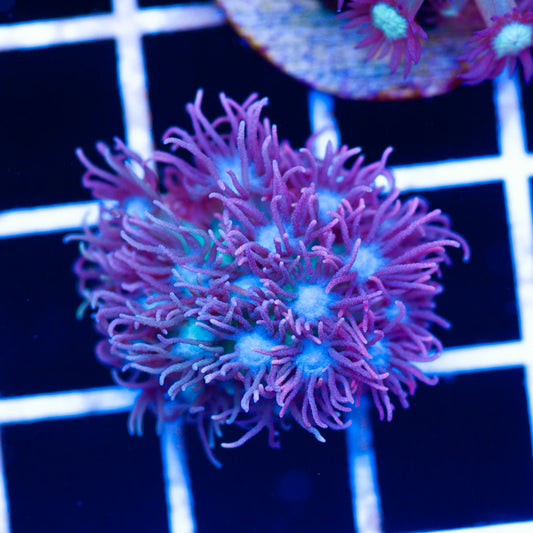 BCR Hallucination Goniopora