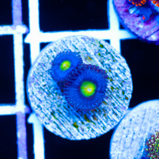 WWC AOI Zoanthids