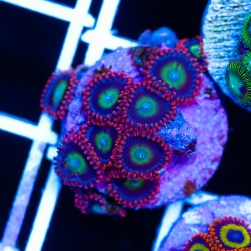 OG Circus Zoanthids
