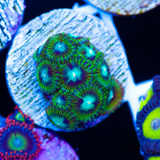 ARC Ice King Zoanthids