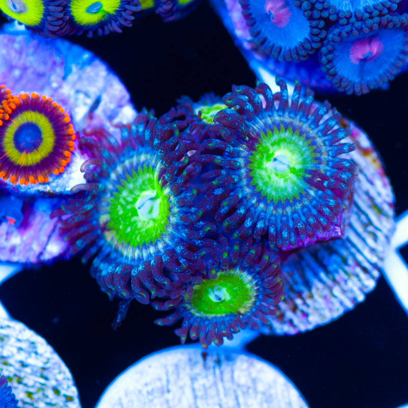 CC Cali Sunshine Zoanthids