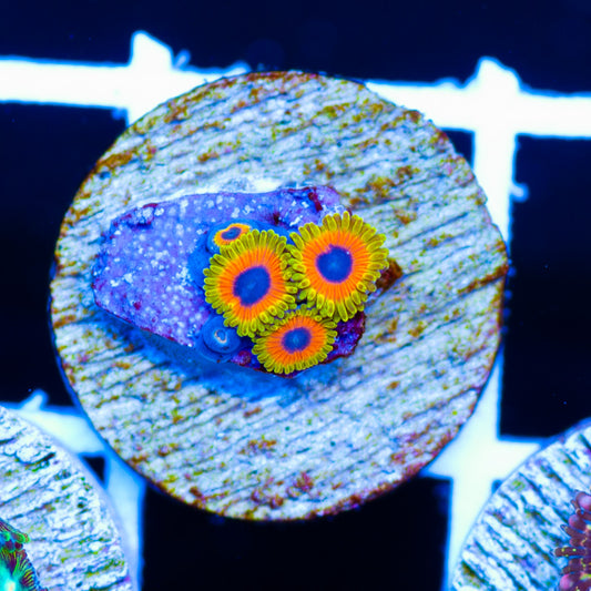 OG Great Owl Zoanthids