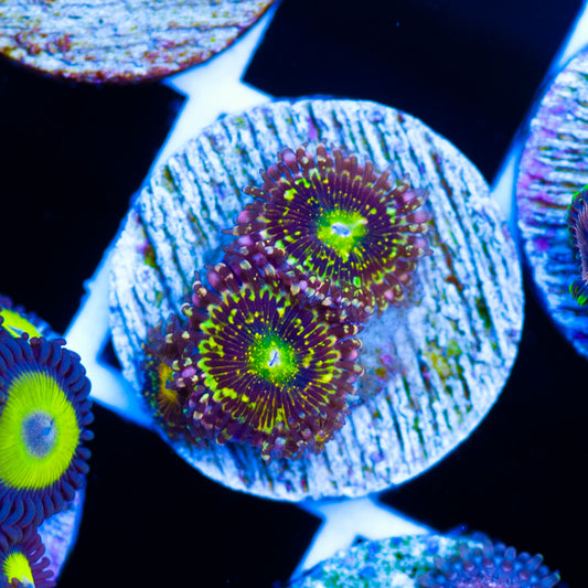 OG Grim Reaper Zoanthids #1