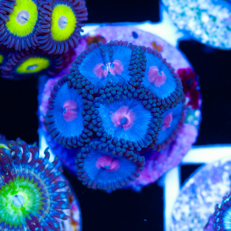 OG Blue Kiss Zoanthids