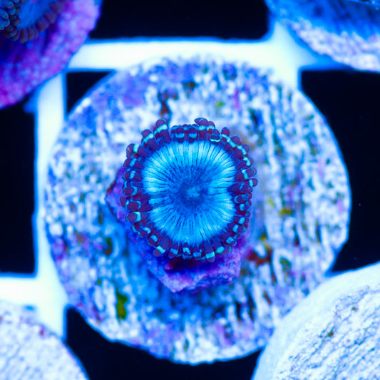 Frozen Armageddon Zoanthid