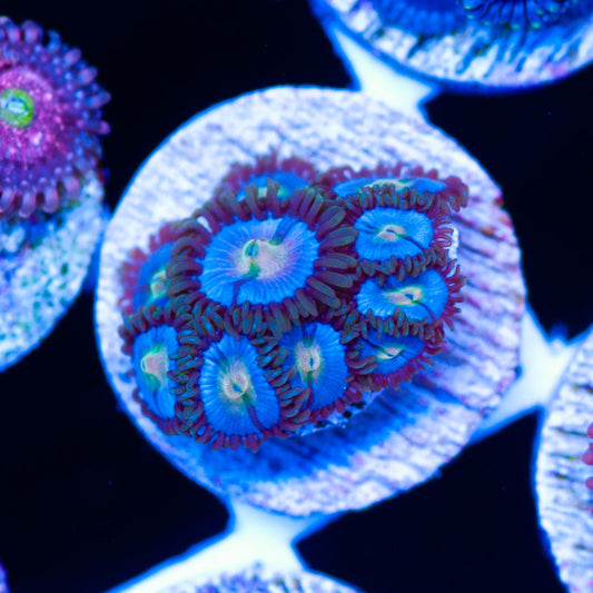 CC Tropical Vice Zoanthids