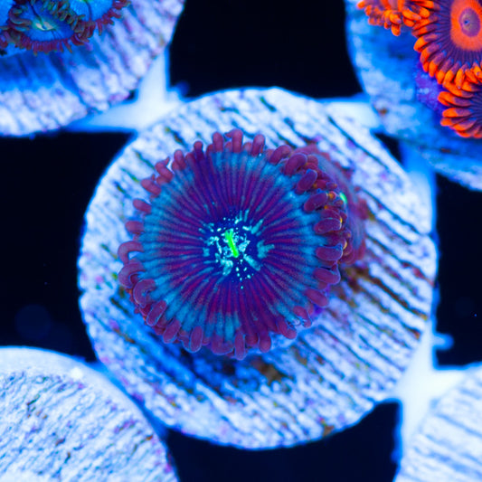 CC Dark Matter Zoanthids