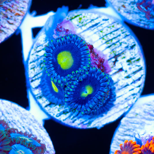CC Ultimate AOI Zoanthids