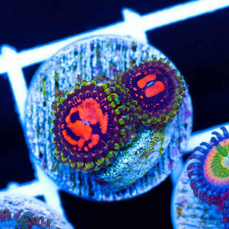 CC Flaming Brohican Zoanthids