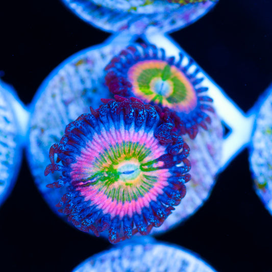CC Rainbow Kazoo Zoanthids