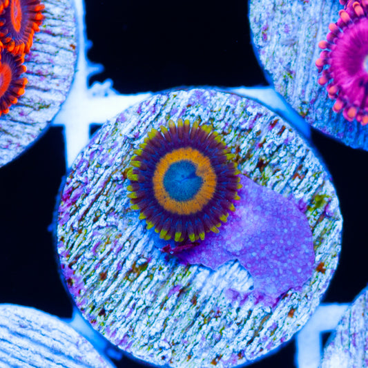 OG Scrambled Egg Zoanthid #1