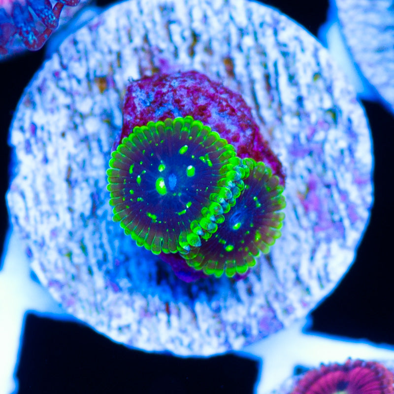 OG Exosphere Zoanthids #1
