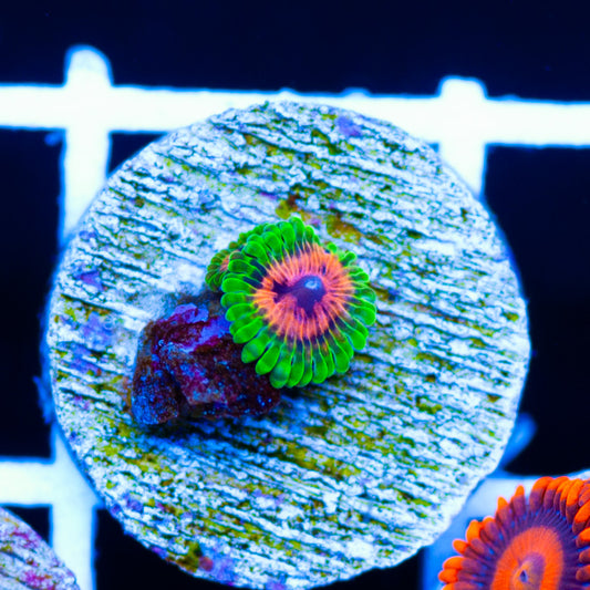 Hallucination Zoanthids