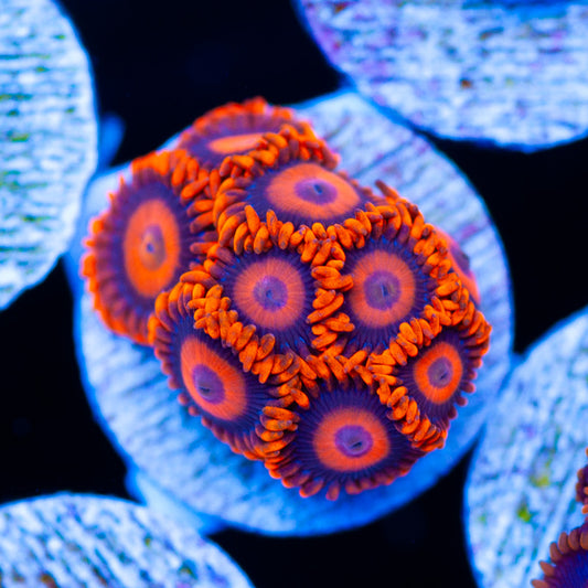 OG Orange Hornets #2