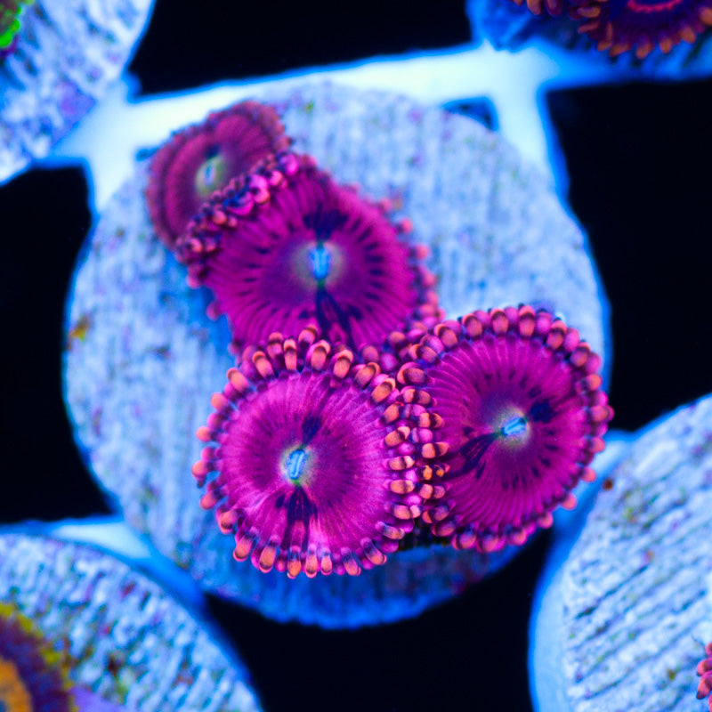 CC Pink Passion Zoanthids