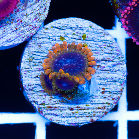 JF Acid Reflux Zoanthids