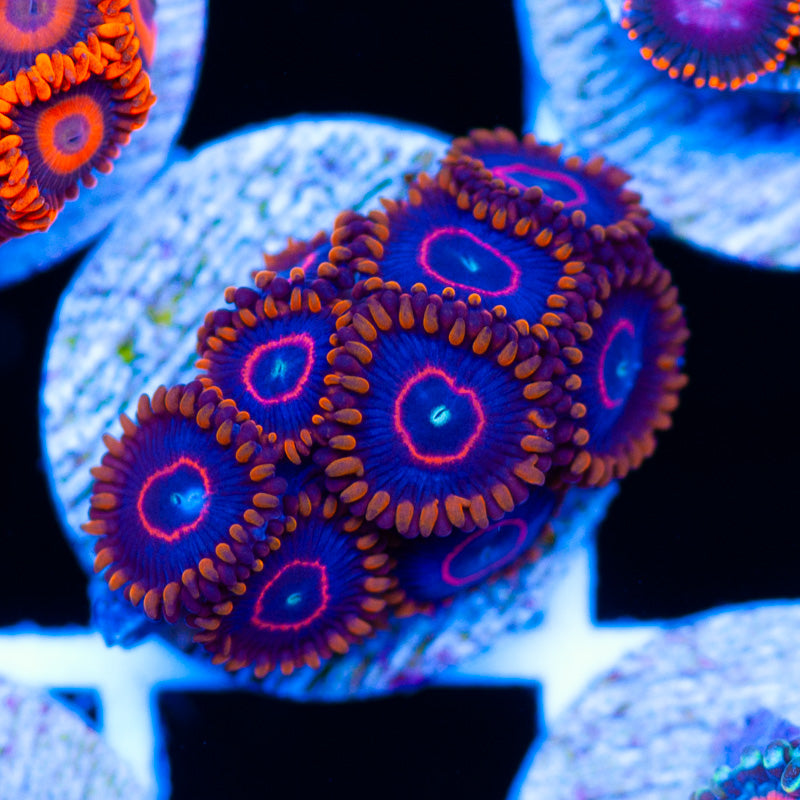OG Red Hornet Zoanthids