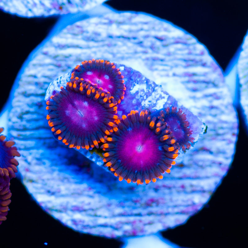 OG KH Sunburst Zoanthids